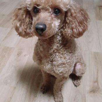 우리  대박이  찾아 주세요~