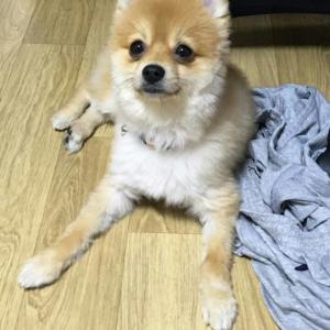 억울하게 유기된 저희 애기좀 찾아주세요..