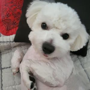 비숑 남자아이 찾아요