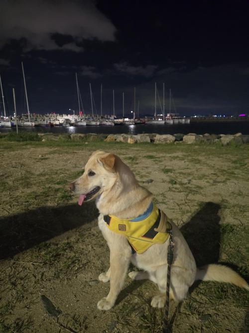 진도/리트리버 믹스견 여아 1살 분양합니다.