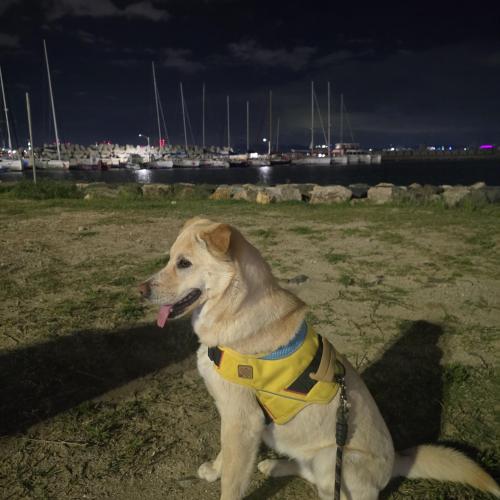 진도/리트리버 믹스견 여아 1살 분양합니다.