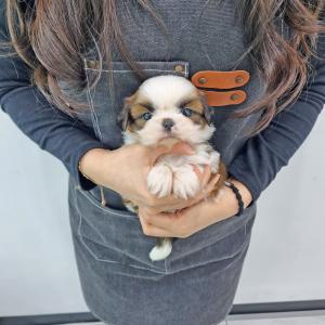 강아지분양 김포강아지분양 시츄분양 완벽한 가르마를 가진 2개월령 시츄 아가몽 분양합니당! 외모가 너무 완벽해요!