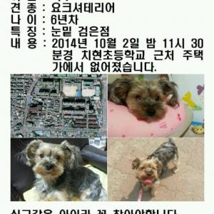 6살 남아 요크셔테리어 마루를 찾습니다~!