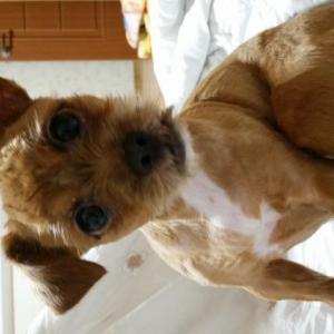 양주봉양동에서잃어버린초코를찾습니다