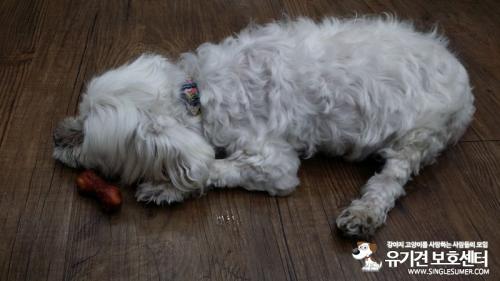 미아동 말티즈 주인찾아요