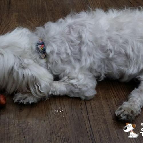 미아동 말티즈 주인찾아요