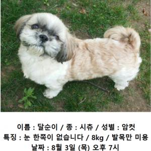 안양 시츄 여아 찾습니다