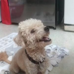 (실종)밝은갈색푸들,진돗개믹스견 두마리를잃어버렸어요ㅠㅠ