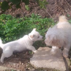 (실종)밝은갈색푸들,진돗개믹스견 두마리를잃어버렸어요ㅠㅠ