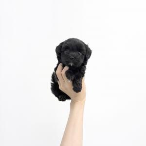 [ 25만원 ] 블랙말티푸 왕자님 공주님 분양해요