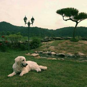 골든리트리버 찾습니다