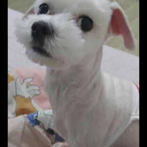 구월동 말티즈 남아 애타게 찾습니다