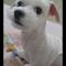 구월동 말티즈 남아 애타게 찾습니다