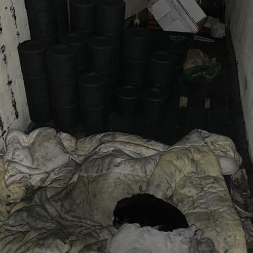 대형견 남매 연탄이들의 가족을 찾습니다