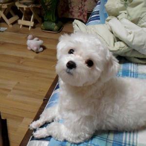 안산 말티즈 암컷 11살 곰순이 찾습니다. 도와주세요ㅠㅠ