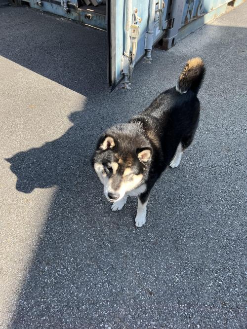 시바견 찾아가세요 (광주 오포읍)
