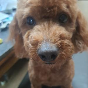 갈색 푸들 라운이를 찾습니다/찾았어요^^