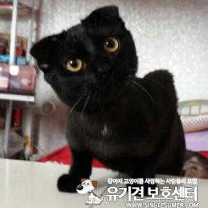 고양이를 찾습니다.