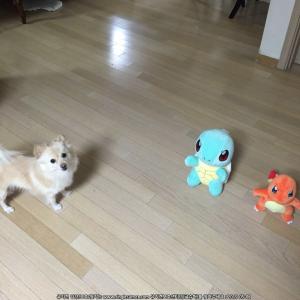 경기도 광주에서 잃어버린 아이 찾습니다.