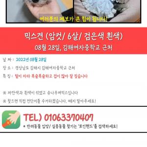 경남 김해시 검정색 흰색 섞인 믹스견 찾아요