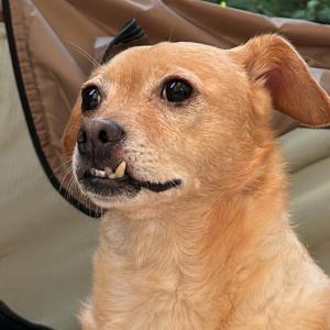 대구 수성구 야시골공원 강아지 찾아요