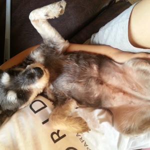 슈나우저 콩이 찾아요