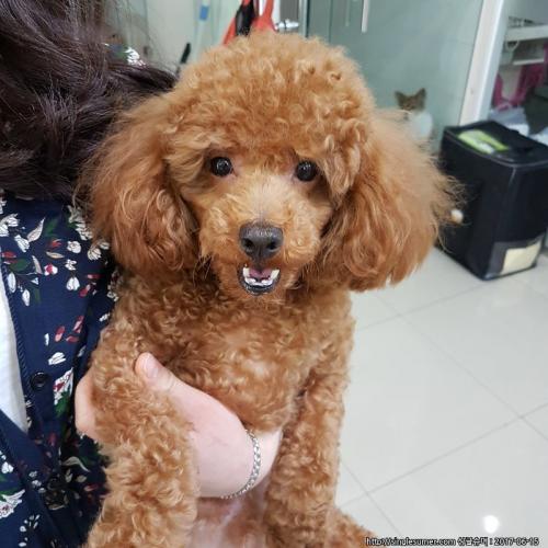 연제구 동래구 푸들남자 보호중입니다