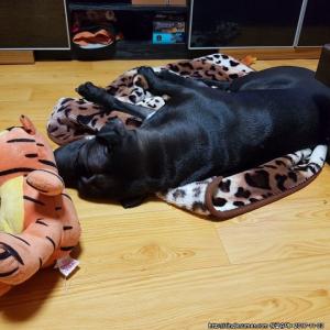 샤페이를 찾습니다