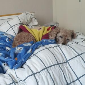 푸들 강아지를 찾습니다.