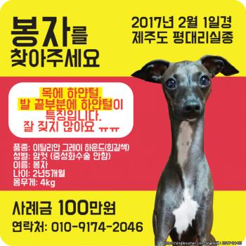 이탈리안 그레이 하운드 봉자를 찾습니다.