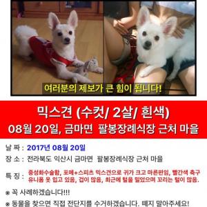 강아지를 찾습니다 익산시 금마면