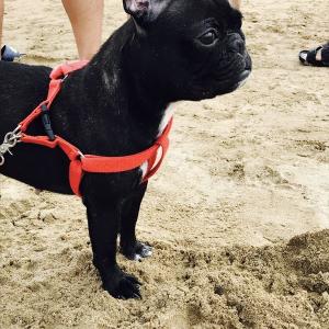 검정프렌치불독찾아요