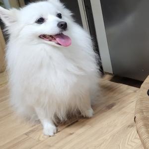 강아지 스피츠를 찾습니다