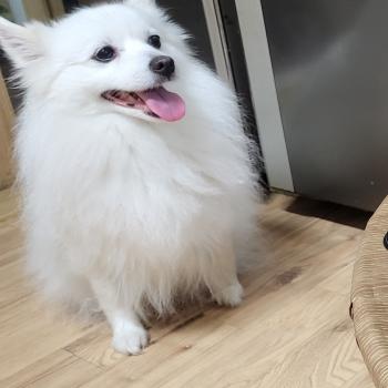 강아지 스피츠를 찾습니다
