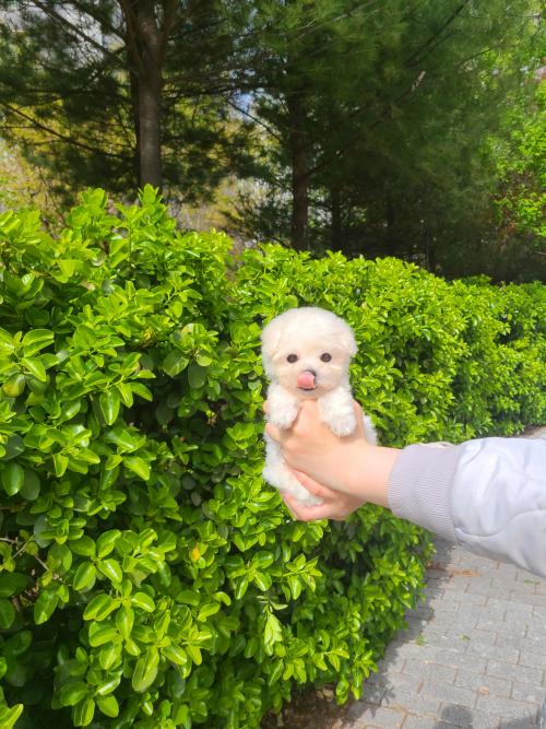 경기도 김포강아지분양 구래동 귀요미 푸들분양 가족 찾습니다