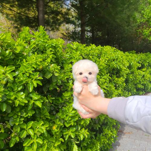 경기도 김포강아지분양 구래동 귀요미 푸들분양 가족 찾습니다