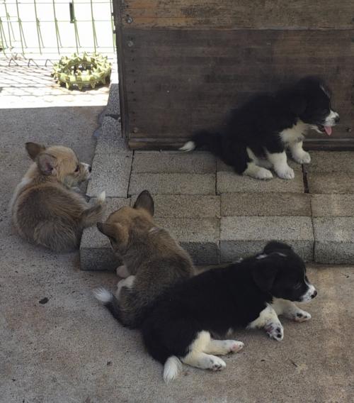 2개월 된 새끼 강아지 분양 합니다 (4마리)