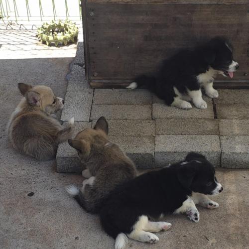 2개월 된 새끼 강아지 분양 합니다 (4마리)