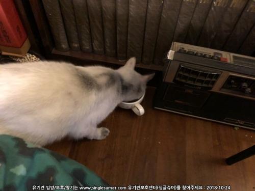 [고양이] 홍제동 렉돌/샴믹스추정 고양이 임시보호중