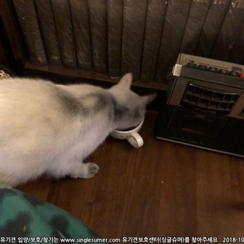 [고양이] 홍제동 렉돌/샴믹스추정 고양이 임시보호중