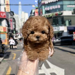 토이푸들분양 똑똑한 강아지 푸들책임분양