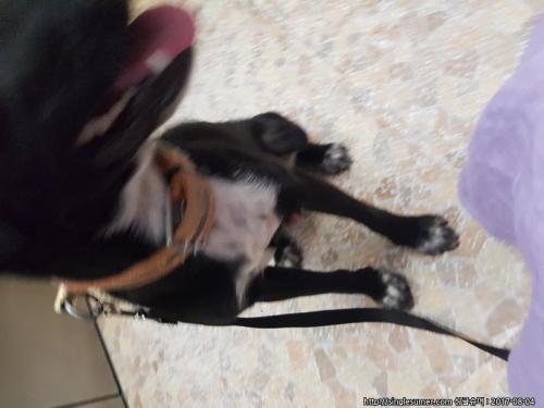 안산부곡동 유기견 발견했어요