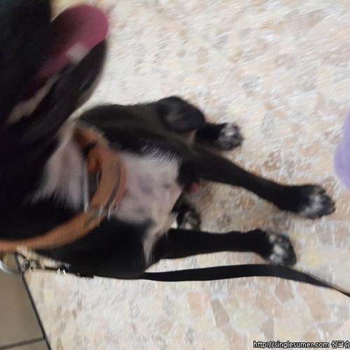 안산부곡동 유기견 발견했어요