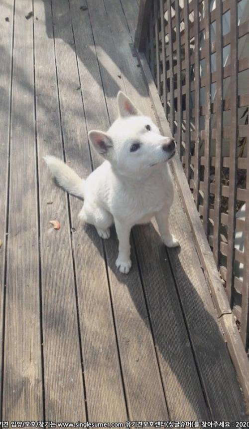 순하게 생긴 진돗개 보호중입니다!