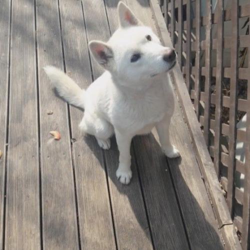 순하게 생긴 진돗개 보호중입니다!