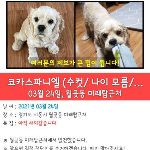 시흥시 월곶동 코카스파니엘 주인찾습니다.