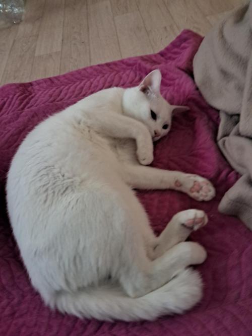 초코,송이,초파,마로,레오 사랑으로 키워주실 분만♡