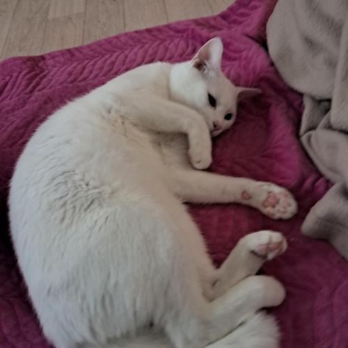 초코,송이,초파,마로,레오 사랑으로 키워주실 분만♡