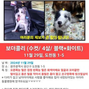 광주 보더콜리 찾아요