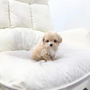 말티푸분양해용